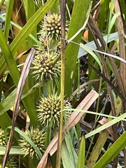 Sparganium americanum