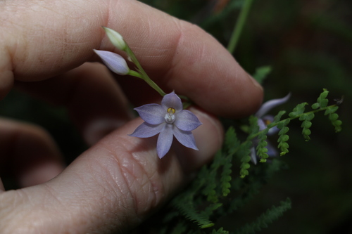 Image of Thelymitra fragrans by (c) Greg Tasney, some rights reserved (CC BY-SA)