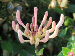 Lonicera periclymenum