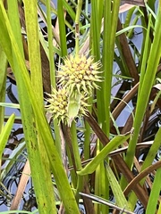 Sparganium americanum