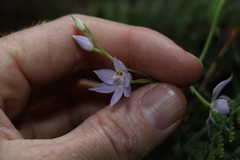 Thelymitra fragrans