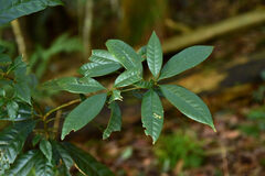 Lithocarpus brevicaudatus