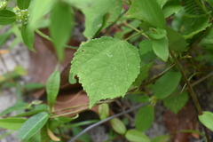 Triumfetta rhomboidea