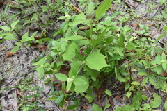 Triumfetta rhomboidea