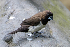 Lonchura leucogastroides