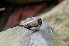 Lonchura leucogastroides