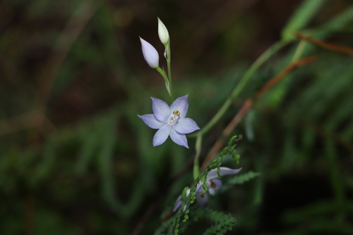 Image of Thelymitra fragrans by (c) Greg Tasney, some rights reserved (CC BY-SA)
