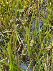 Sparganium americanum