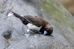 Lonchura leucogastroides