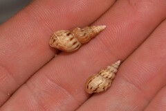 Plotiopsis balonnensis