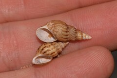 Plotiopsis balonnensis