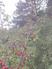 Crataegus