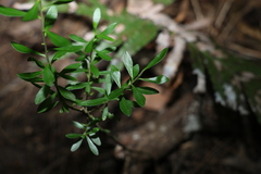 Leionema elatius beckleri