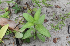 Sida rhombifolia