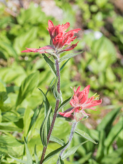Castilleja miniata miniata