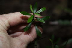 Leionema elatius beckleri