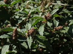Amaranthus deflexus