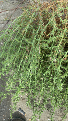 Salsola kali
