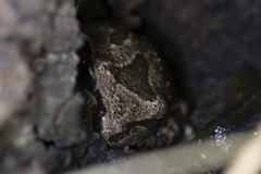 Pseudacris hypochondriaca