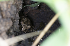 Pseudacris hypochondriaca