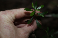 Leionema elatius beckleri