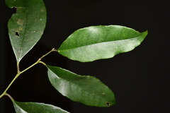 Ilex ficoidea