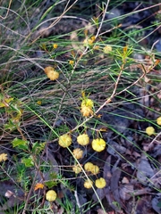 Acacia brownii