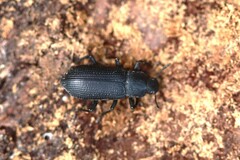 Menephilus cylindricus