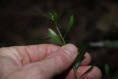 Leionema elatius beckleri