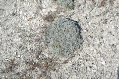 Artemisia hololeuca