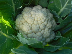 Brassica oleracea