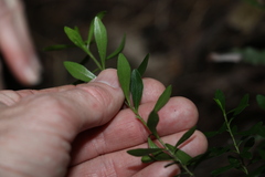 Leionema elatius beckleri