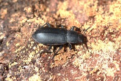 Menephilus cylindricus