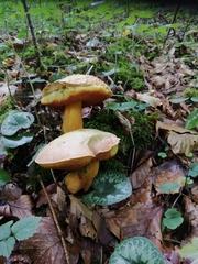 Suillellus luridus