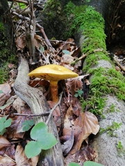 Suillus grevillei