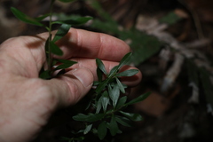 Leionema elatius beckleri