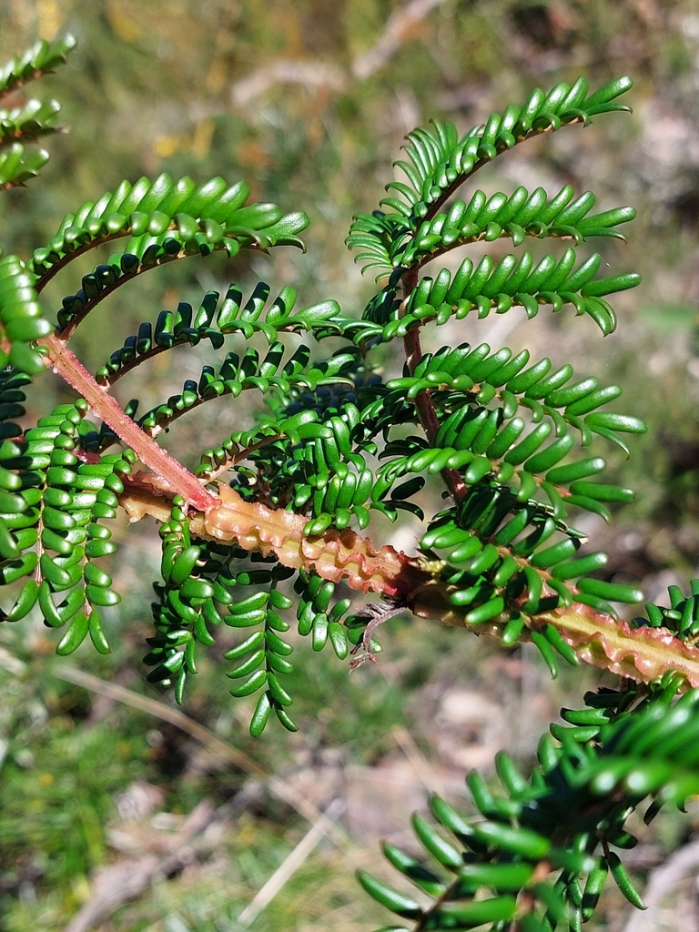 Acacia alaticaulis