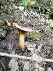 Chroogomphus rutilus