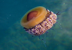 Cotylorhiza tuberculata