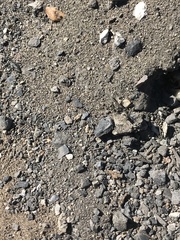 Cataglyphis aenescens