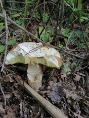Boletus reticulatus