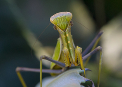 Sphodromantis viridis