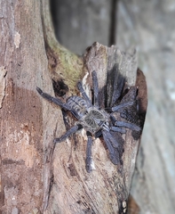 Lampropelma carpenteri