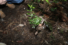 Leionema elatius beckleri