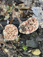 Hydnellum peckii