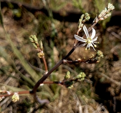 Trachyandra muricata