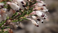 Erica fuscescens