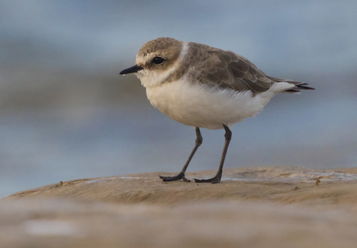 Kentish Plover