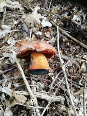 Neoboletus erythropus