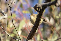 Acanthiza reguloides